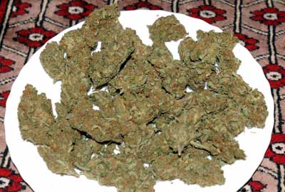 042007_weed_on_a_persian